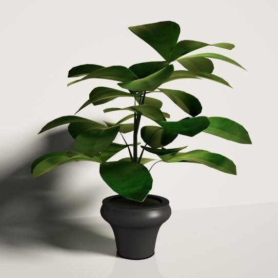 Растение 30